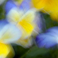 multi-pansies_invert.jpg