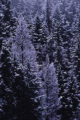 Trees in snow, photograph by Brent VanFossen, copyright Brent VanFossen, used with permission, cameraontheroad.com