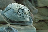 Pebble Beach, California, shape like an owl or Darth Vader, photograph copyright Lorelle and Brent VanFossen