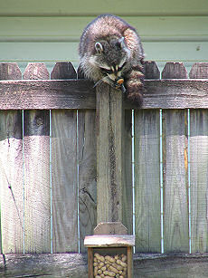 raccoon comes to visit the squirrel box in Alabama, photograph copyright Lorelle VanFossen