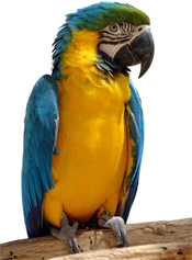 parrot Down With the Blogging Parrots!