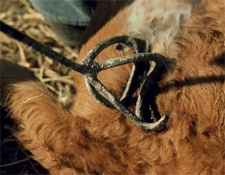 brander